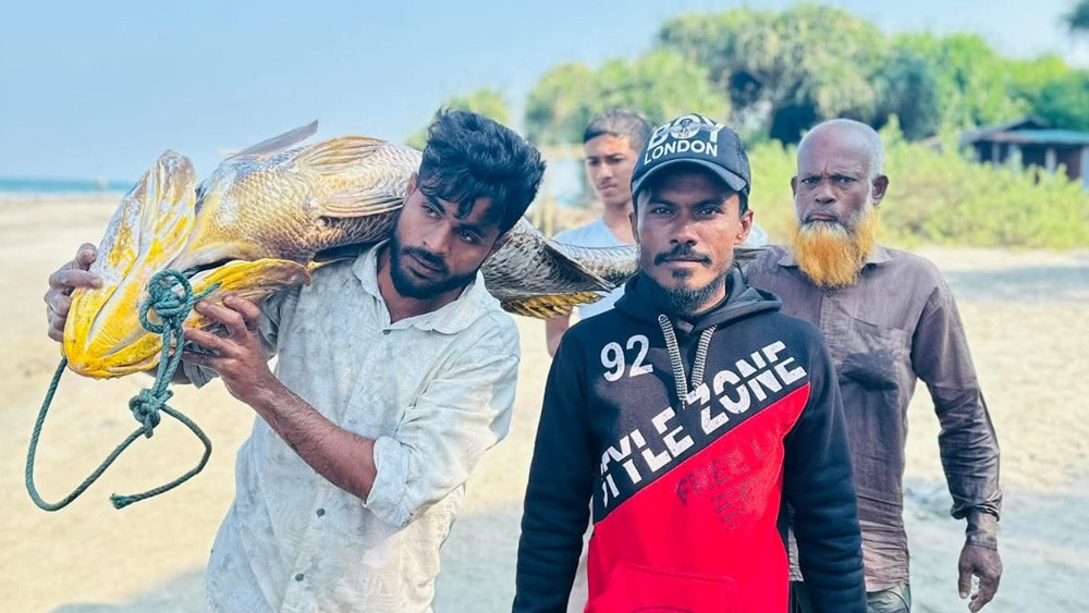 সেন্ট মার্টিনে ধরা পড়ল ৩২ কেজির পোপা মাছ, দাম উঠল ৭ লাখ